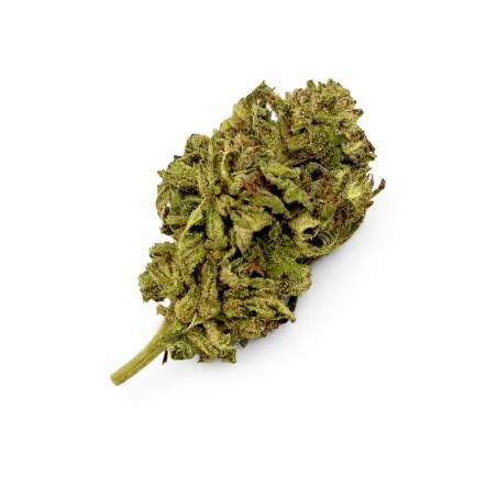 PURPLE GIRL SCOUT COOKIES